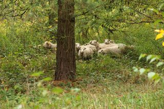 Schafe Landschaftspflege Brandenburg